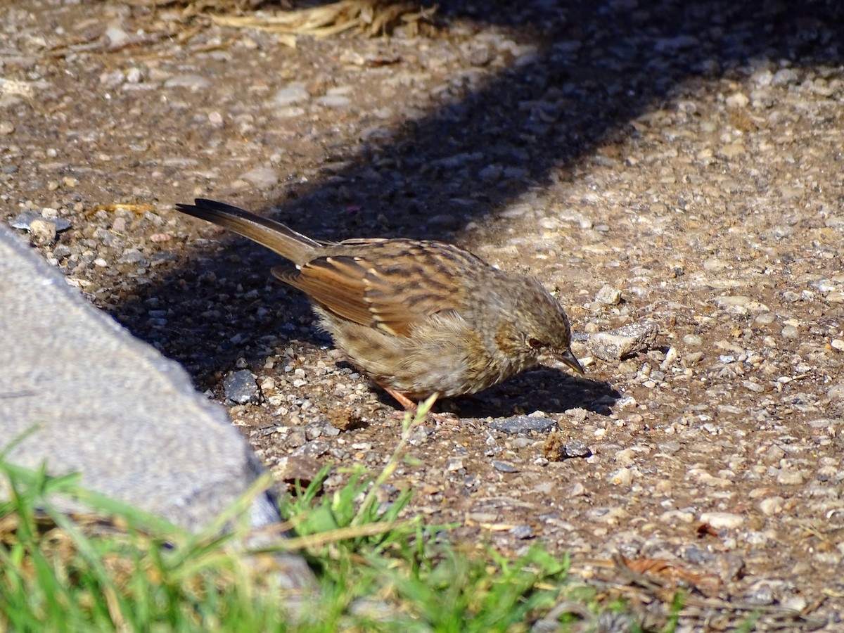 Dunnock - Ángel Bereje Guidault