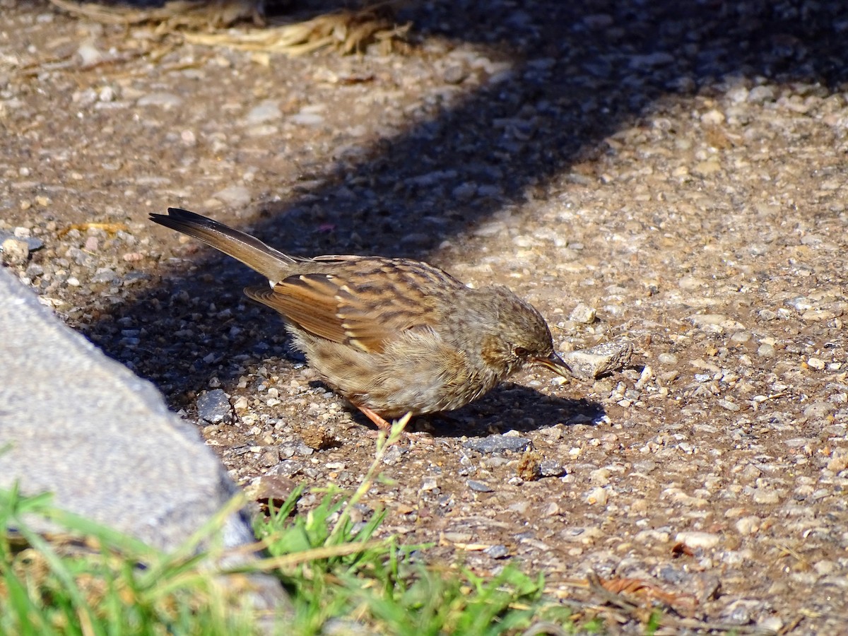 Dunnock - ML623562206