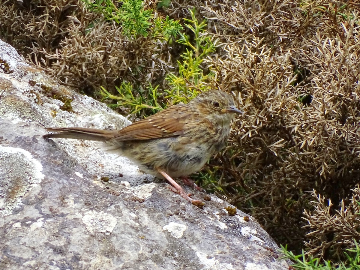 Dunnock - ML623562207