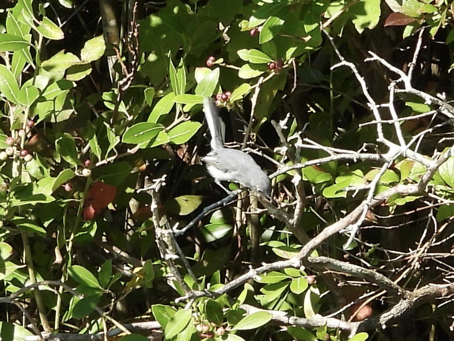 Blue-gray Gnatcatcher - ML623562213