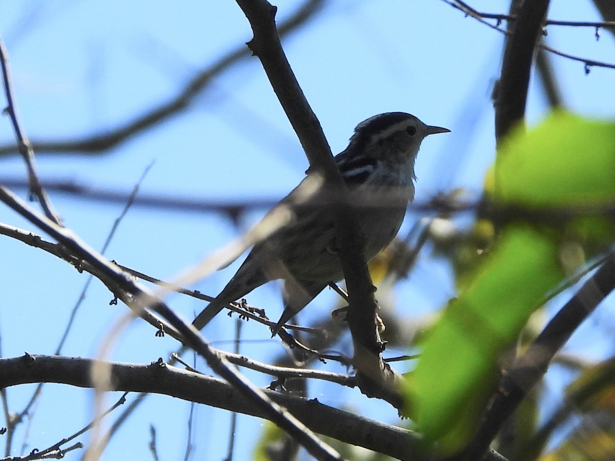 Black-and-white Warbler - ML623562239