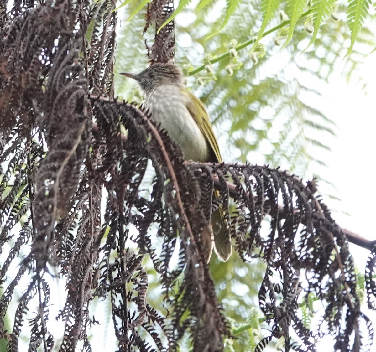 Mountain Bulbul - ML623562262