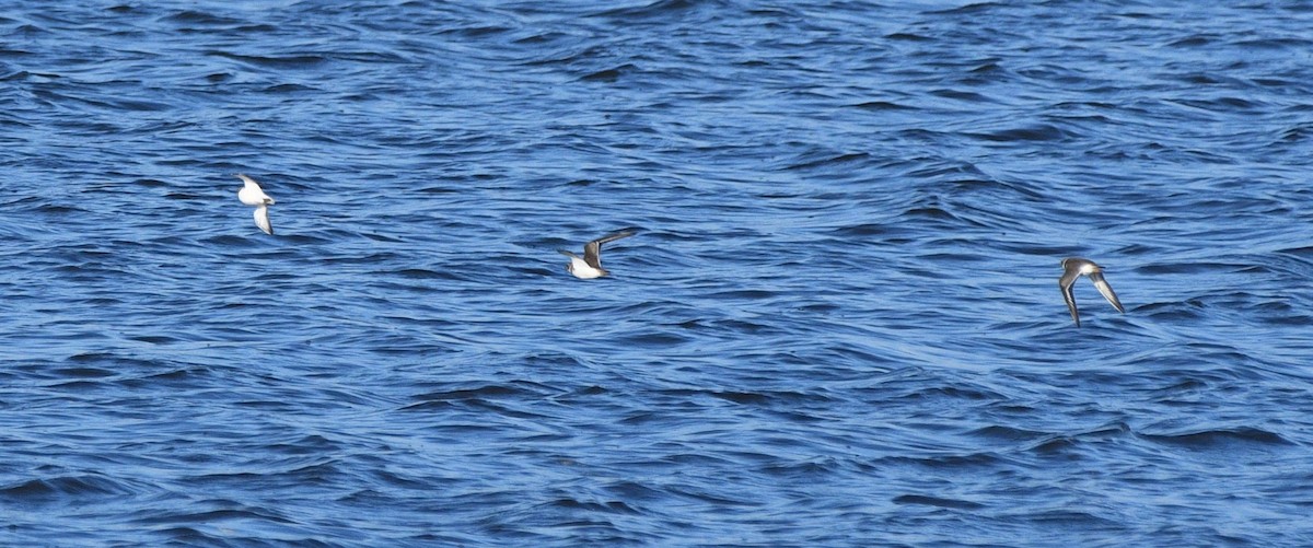 Semipalmated Plover - ML623562263