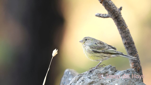 カナリア - ML623562329