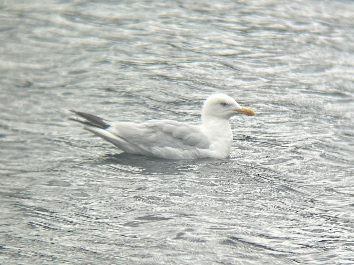 gråmåke (argentatus/argenteus) - ML623562361