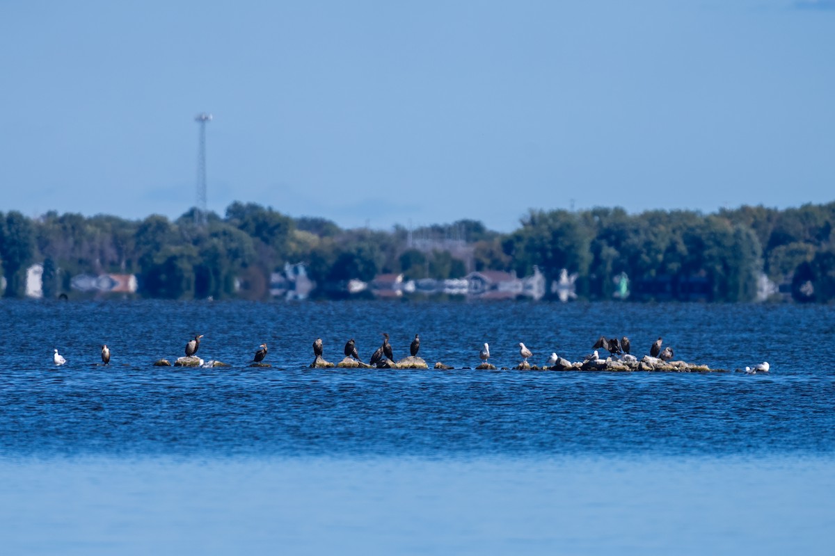 Cormoran à aigrettes - ML623562371