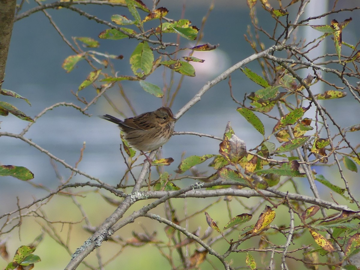 Lincoln's Sparrow - ML623562392