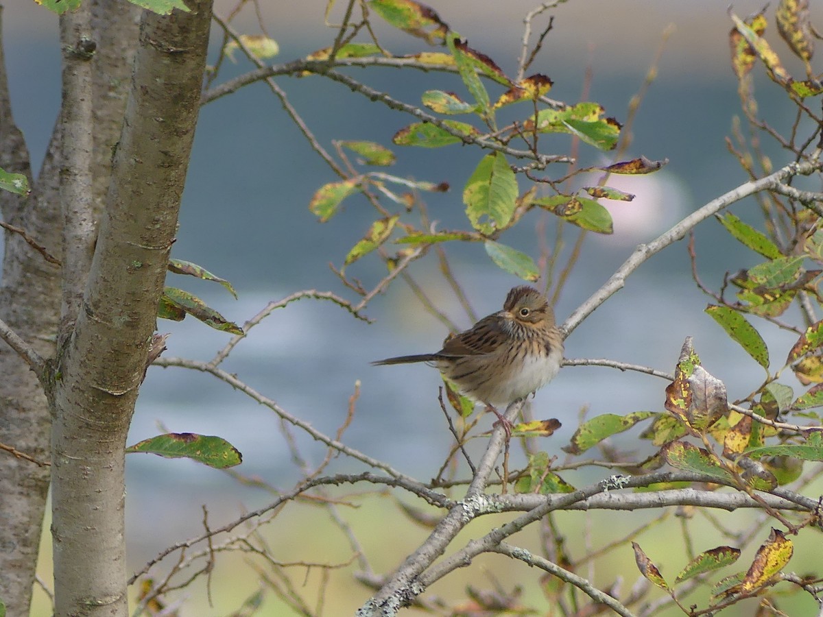 Lincoln's Sparrow - ML623562393