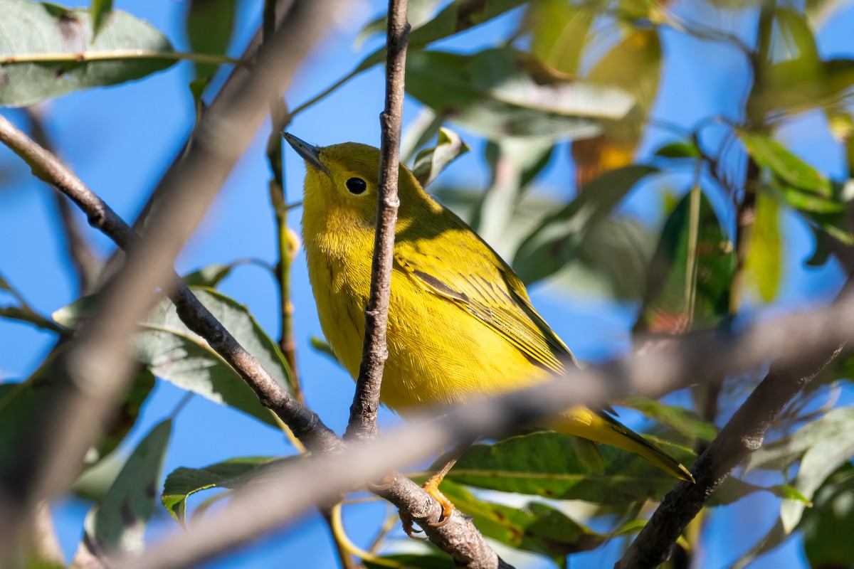 Yellow Warbler - ML623562396