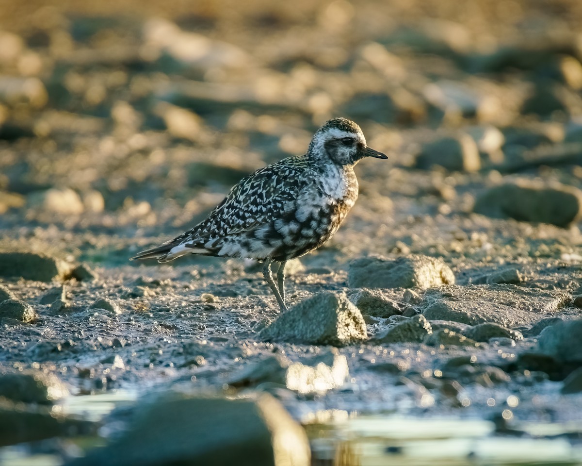 American Golden-Plover - ML623562398