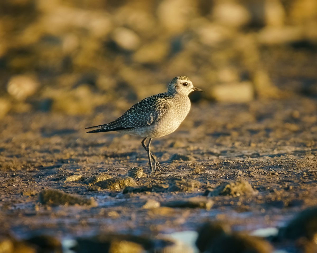 American Golden-Plover - ML623562399