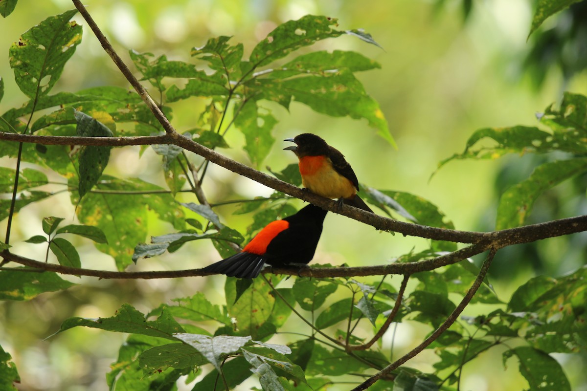 Flame-rumped Tanager (Flame-rumped) - ML623562425