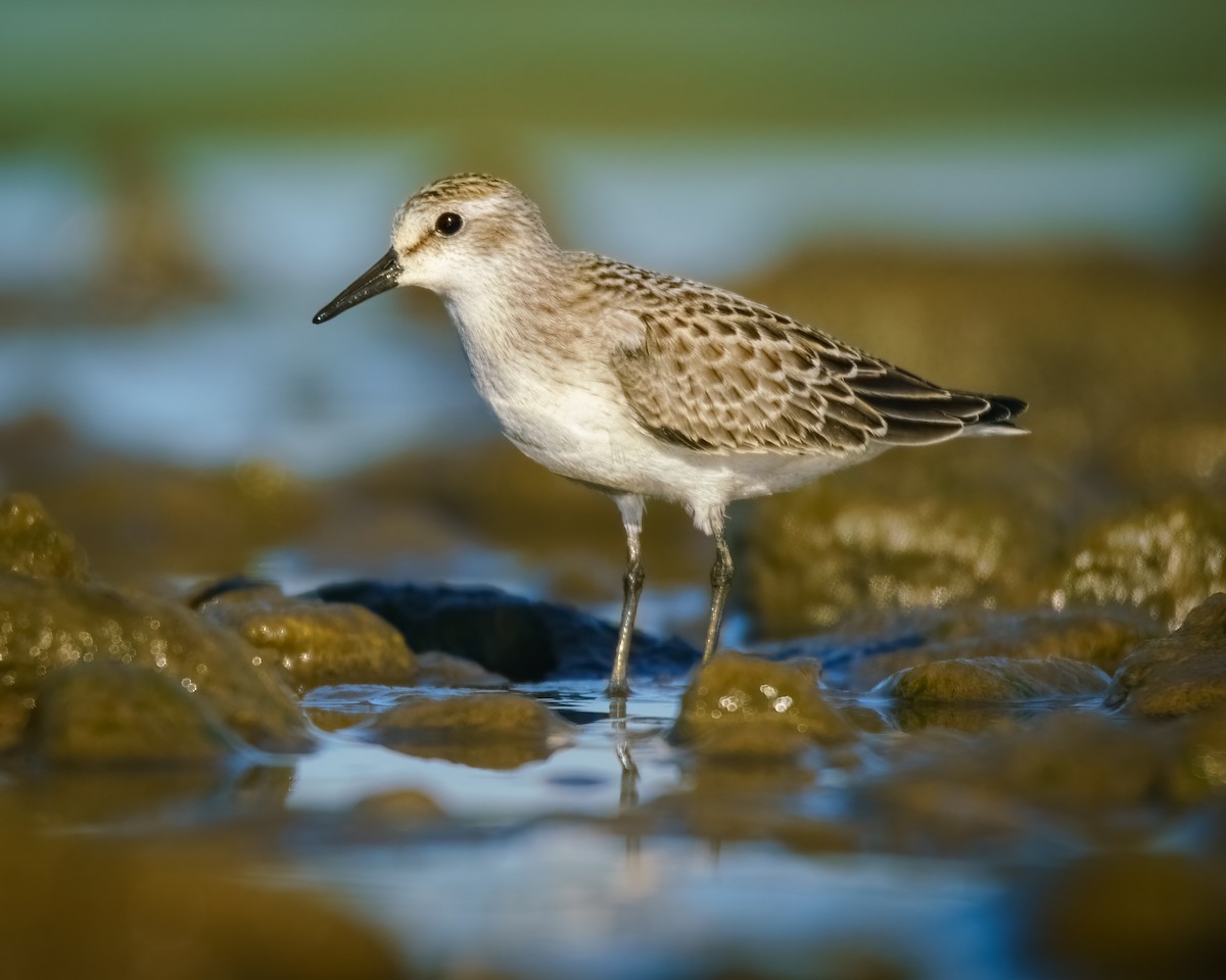 Semipalmated Sandpiper - ML623562468