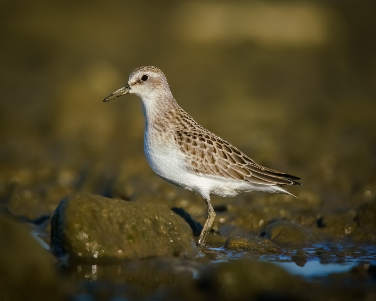 Semipalmated Sandpiper - ML623562470