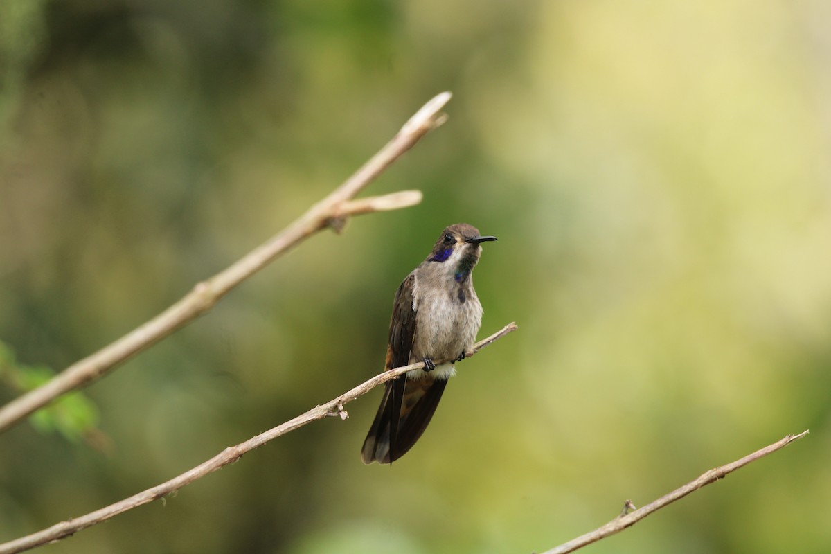 Brown Violetear - ML623562479