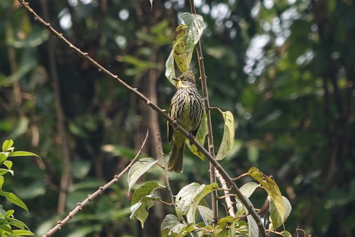 Striated Bulbul - ML623562497