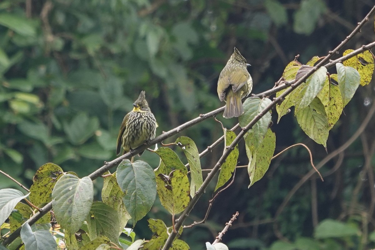 Striated Bulbul - ML623562499