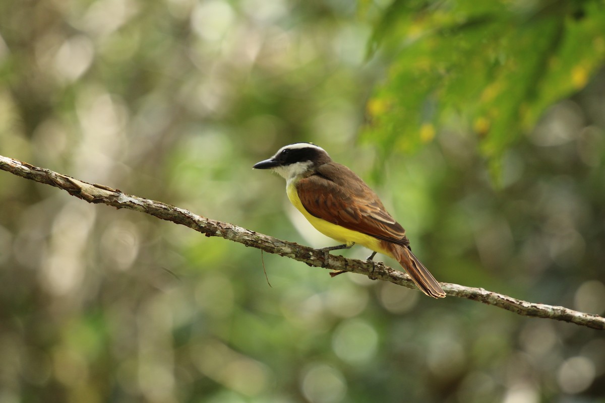 Great Kiskadee - ML623562500