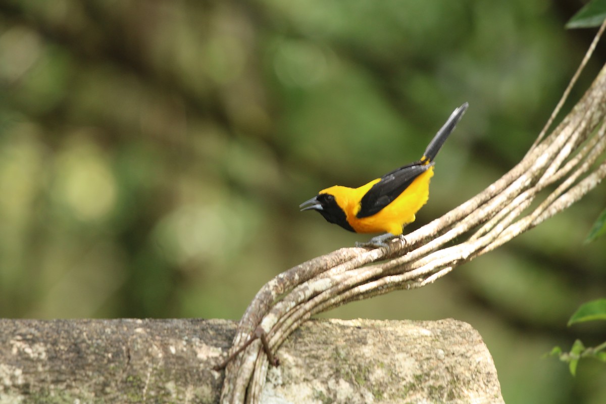 Yellow-backed Oriole - ML623562508