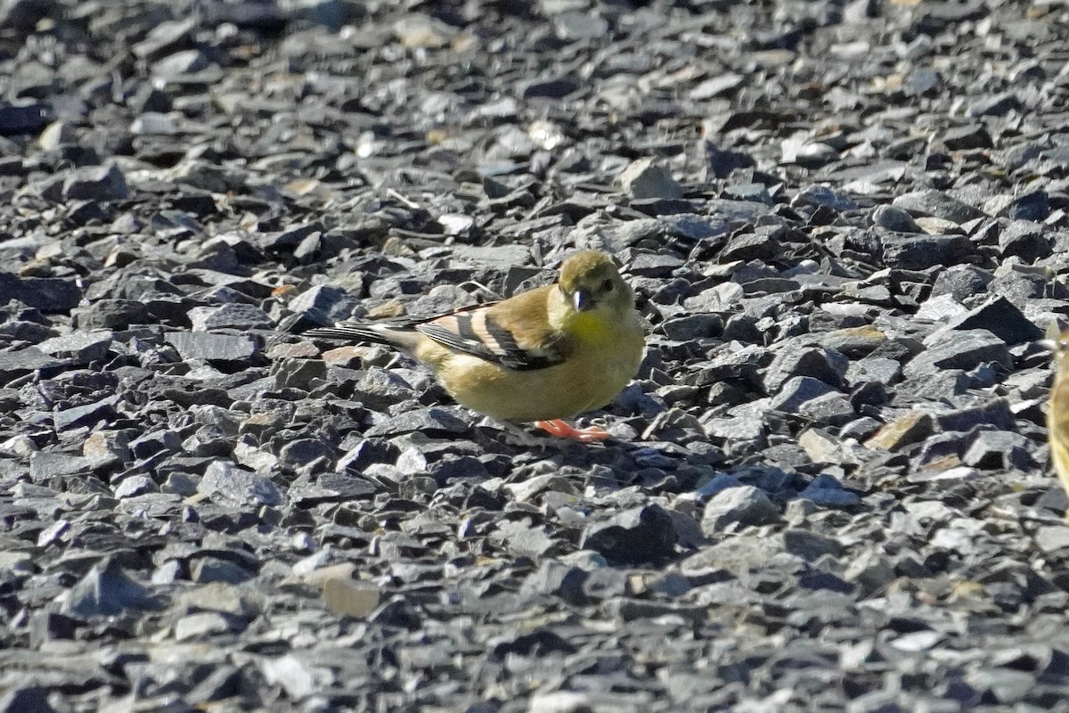 American Goldfinch - ML623562512
