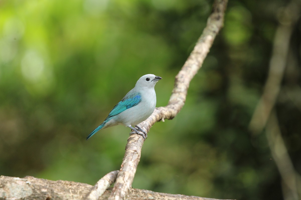 Blue-gray Tanager (Blue-gray) - ML623562517