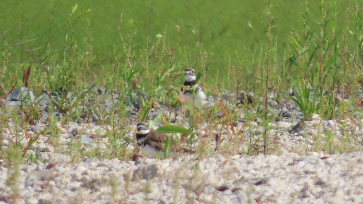 Killdeer - ML623562526