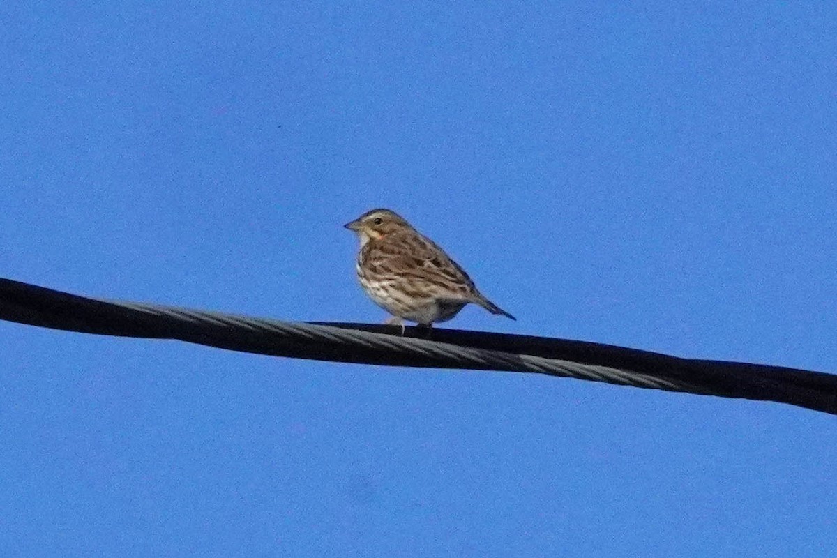 Savannah Sparrow - ML623562531