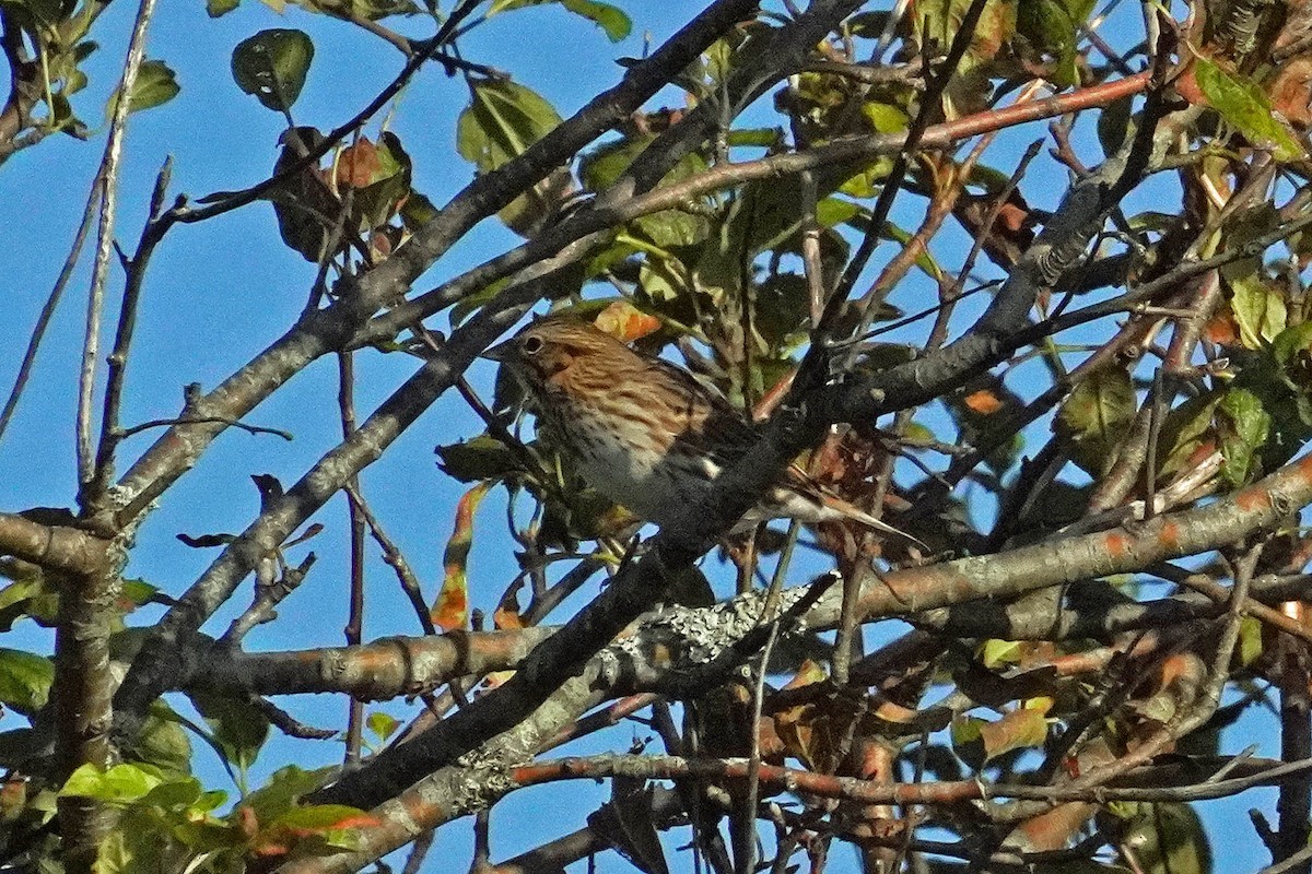 Savannah Sparrow - ML623562532
