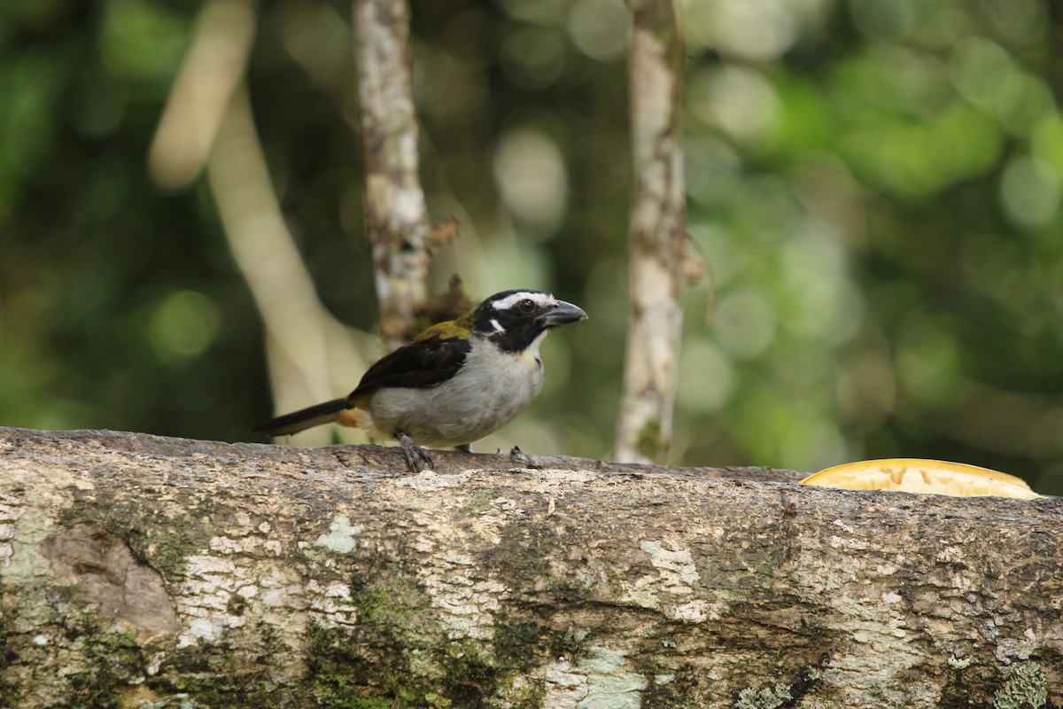 Black-winged Saltator - Seán Walsh