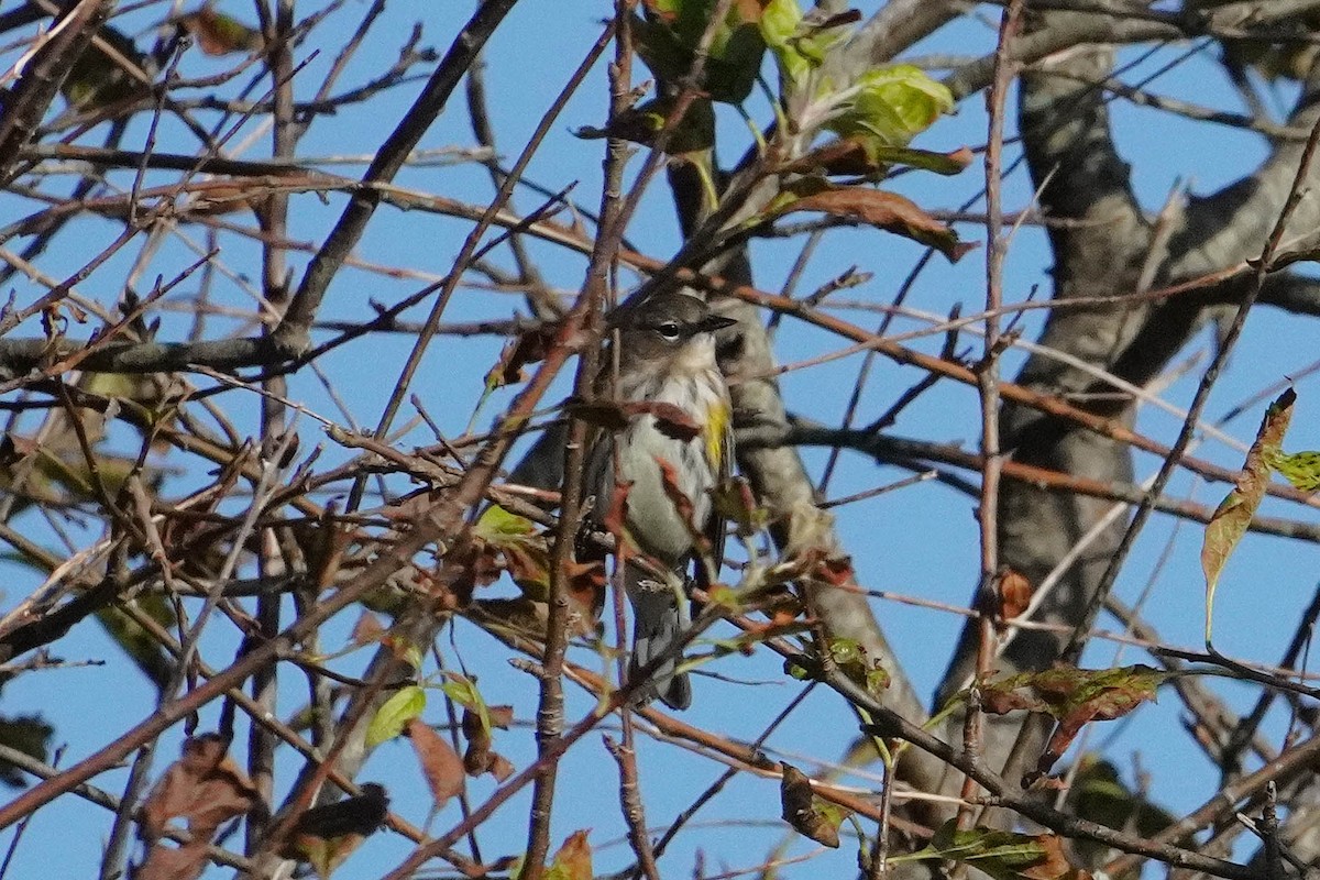 Yellow-rumped Warbler (Myrtle) - ML623562539