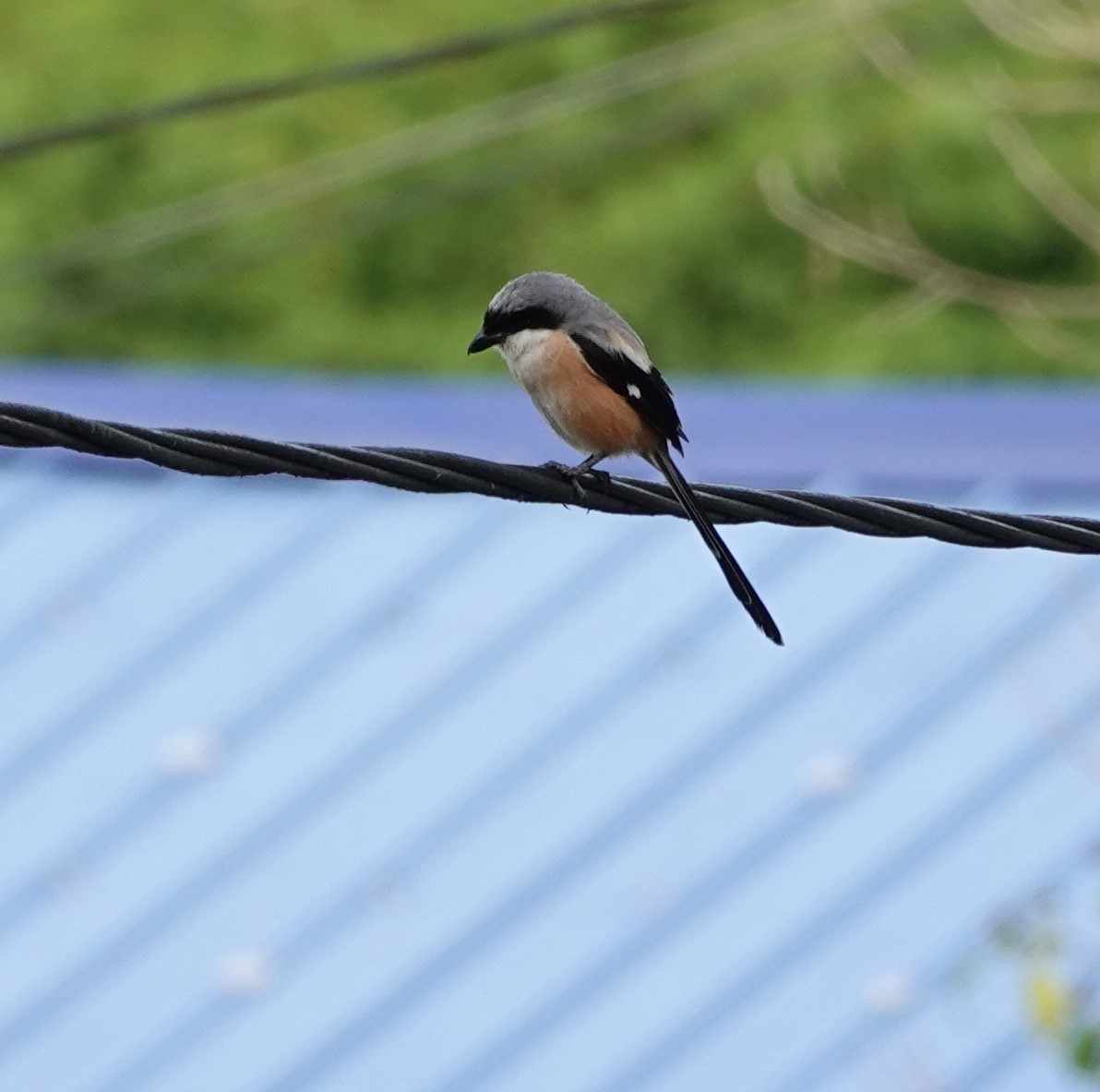 Long-tailed Shrike - ML623562540