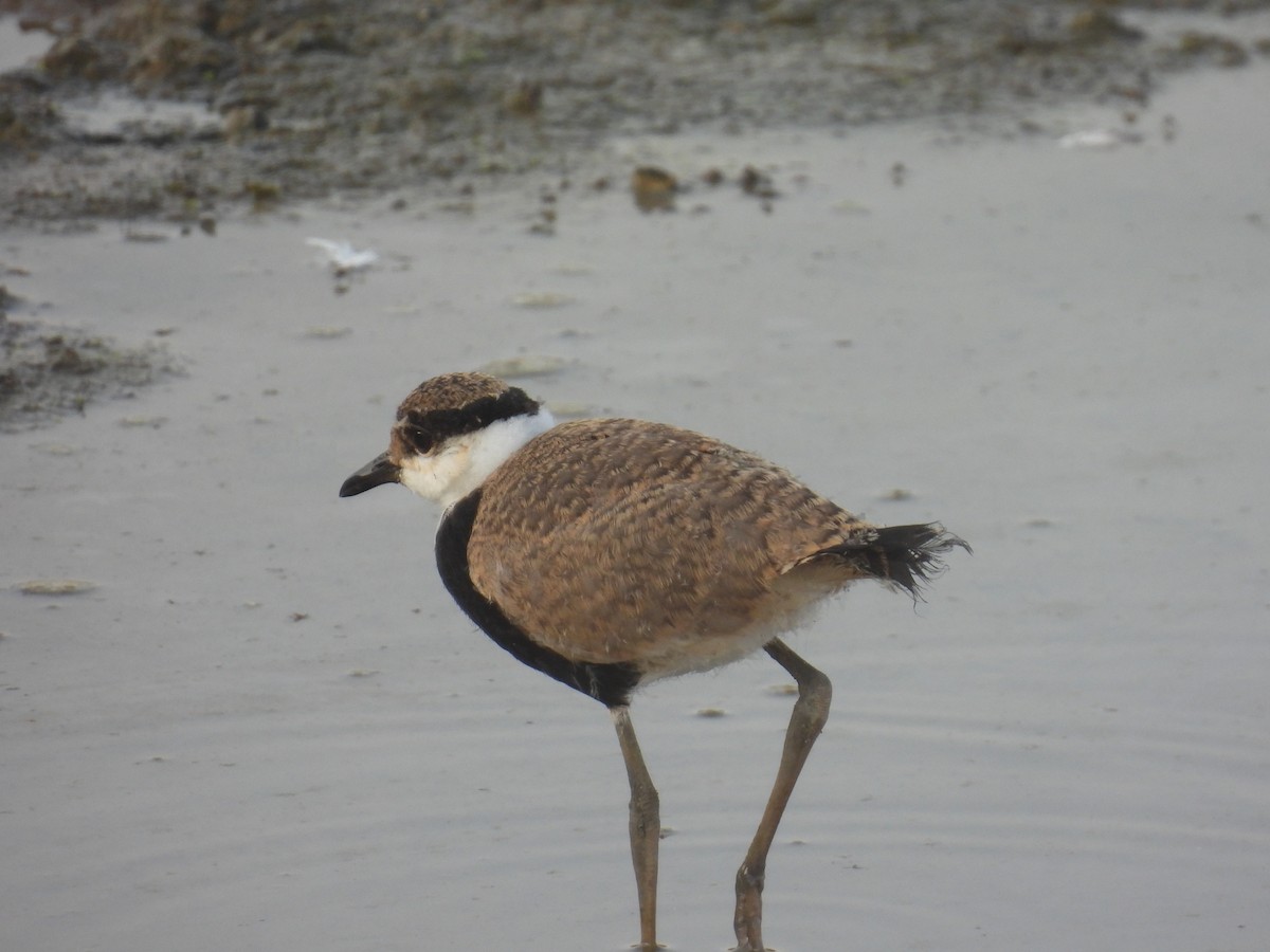 Spur-winged Lapwing - ML623562555