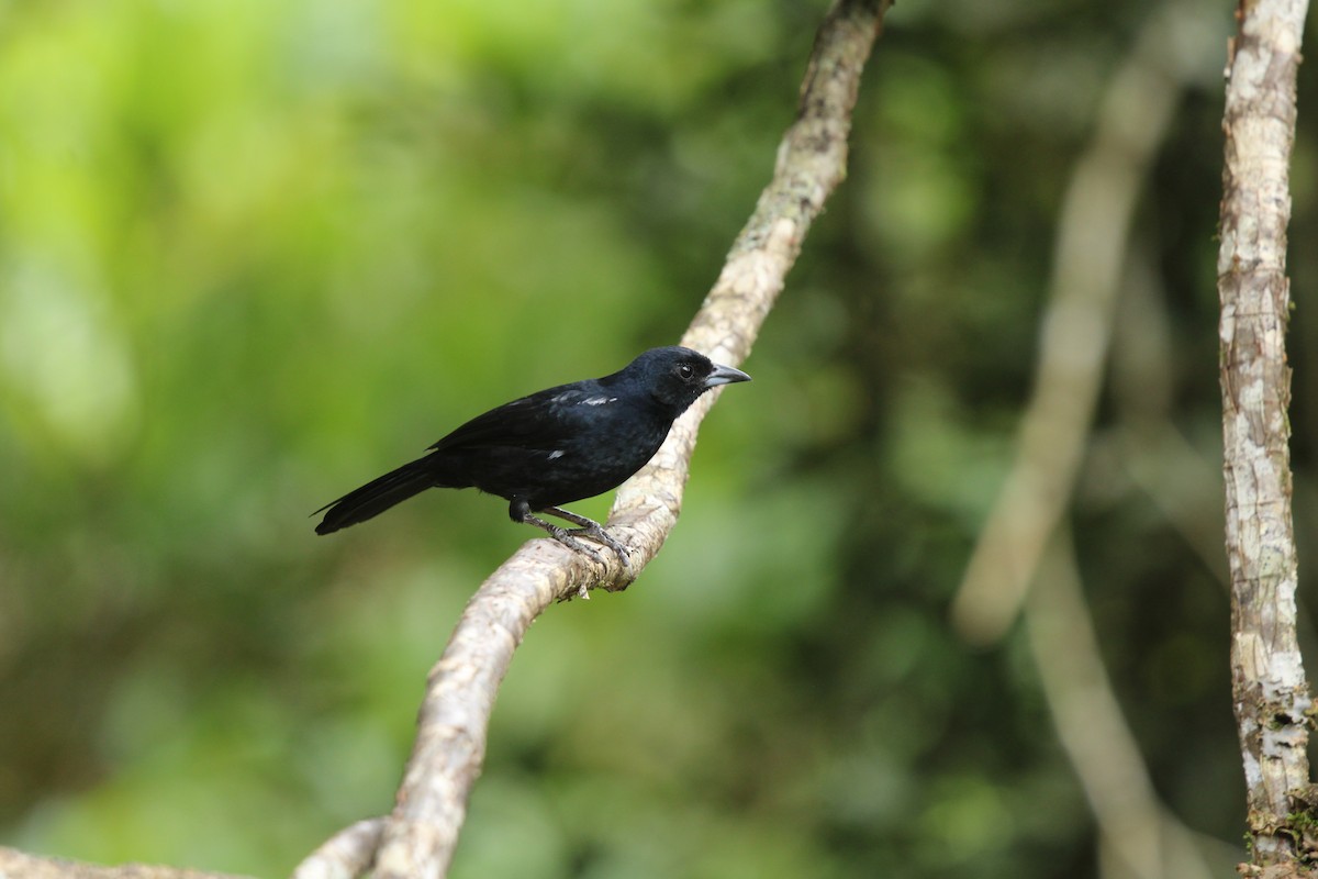 White-lined Tanager - ML623562556