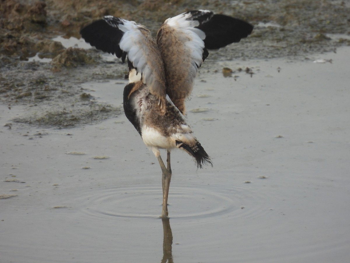 Spur-winged Lapwing - ML623562557