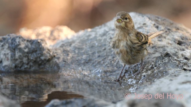 カナリア - ML623562558