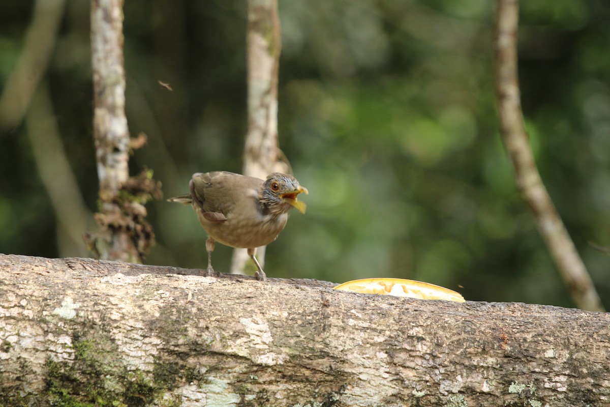 Pale-vented Thrush - ML623562563