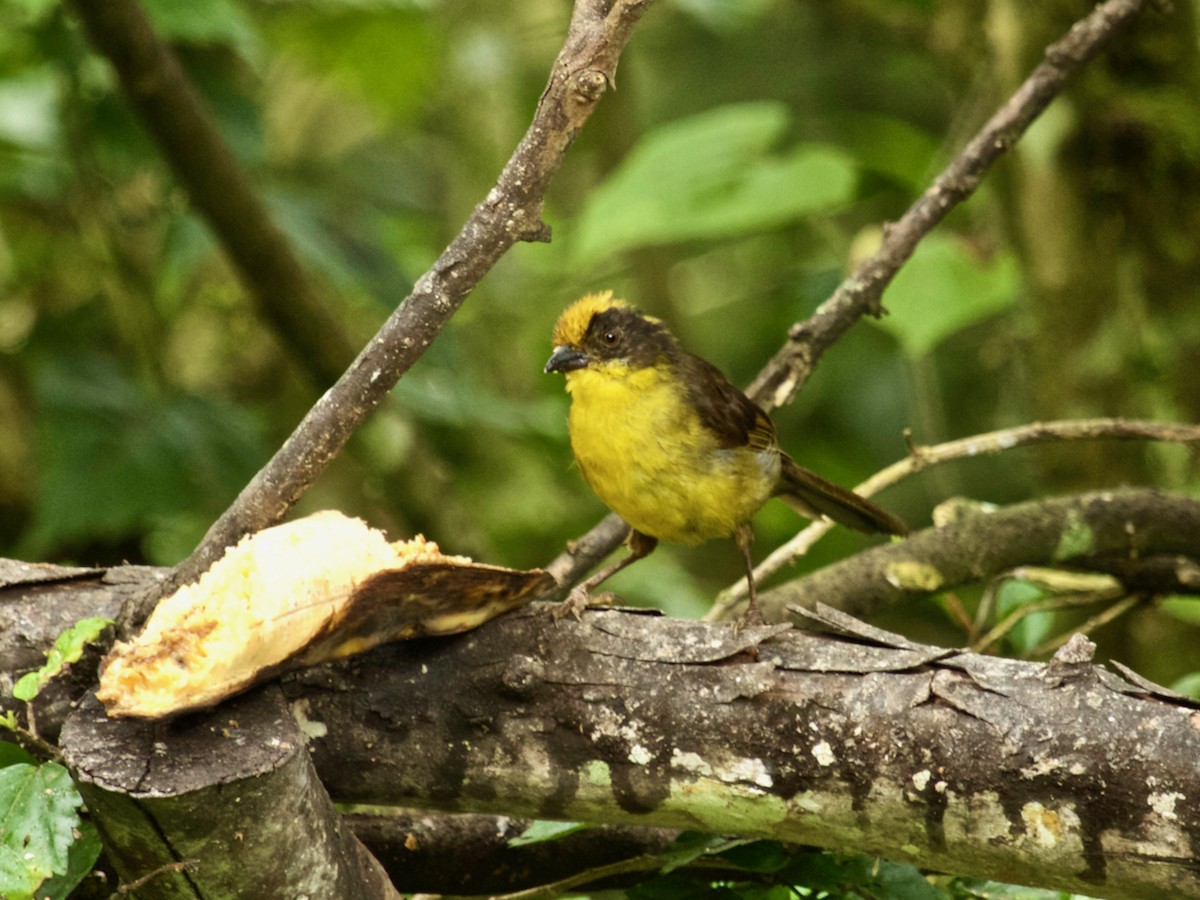 Tricolored Brushfinch - ML623562587