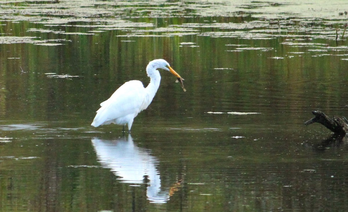 Great Egret (American) - Hilary Dickson