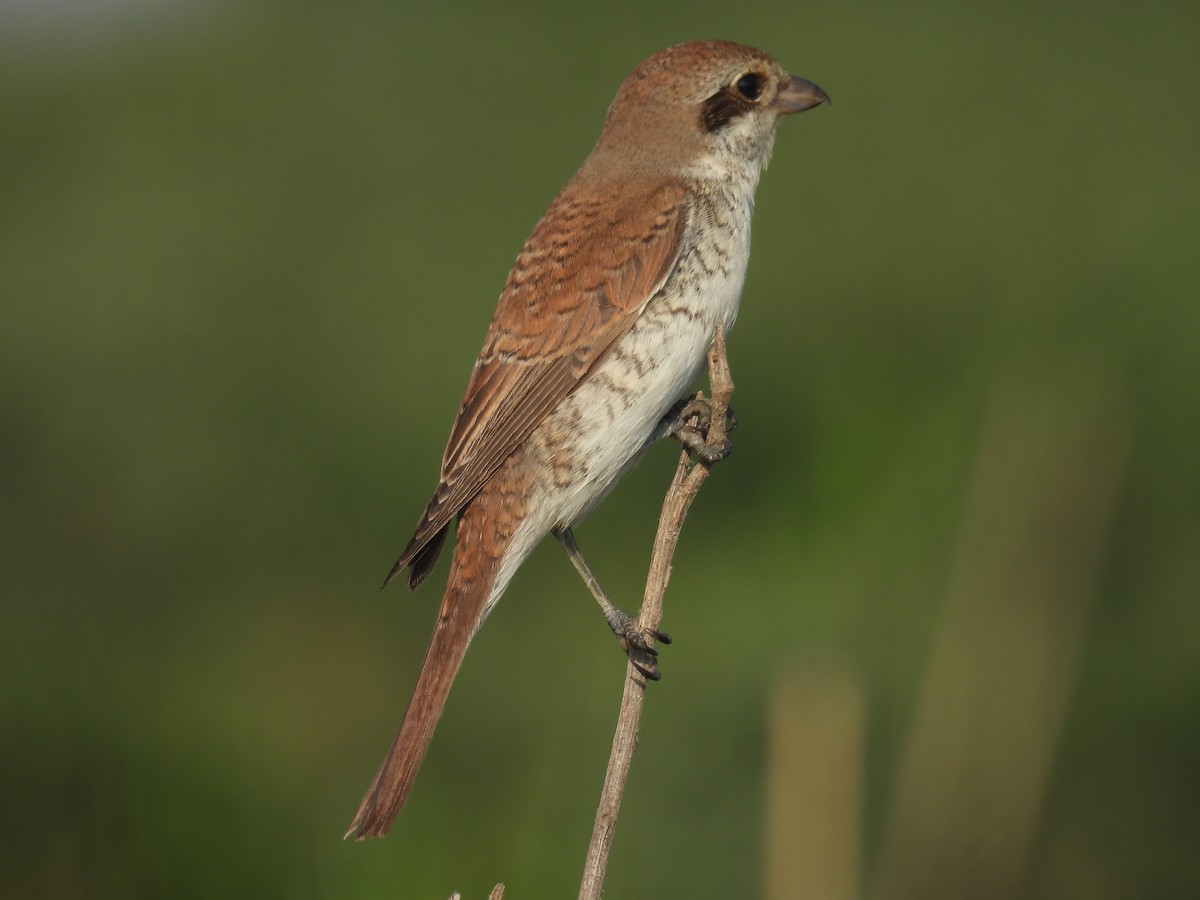 Red-backed Shrike - ML623562631