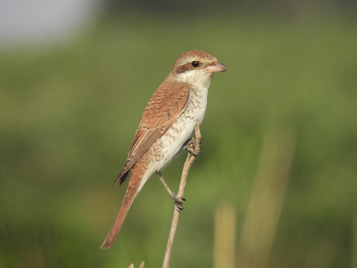 Red-backed Shrike - ML623562632