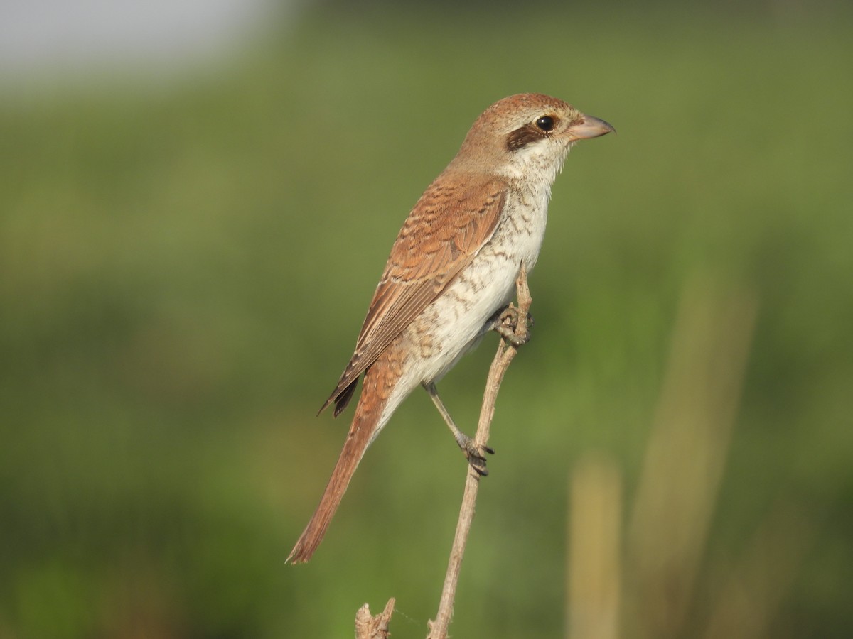 Red-backed Shrike - ML623562633