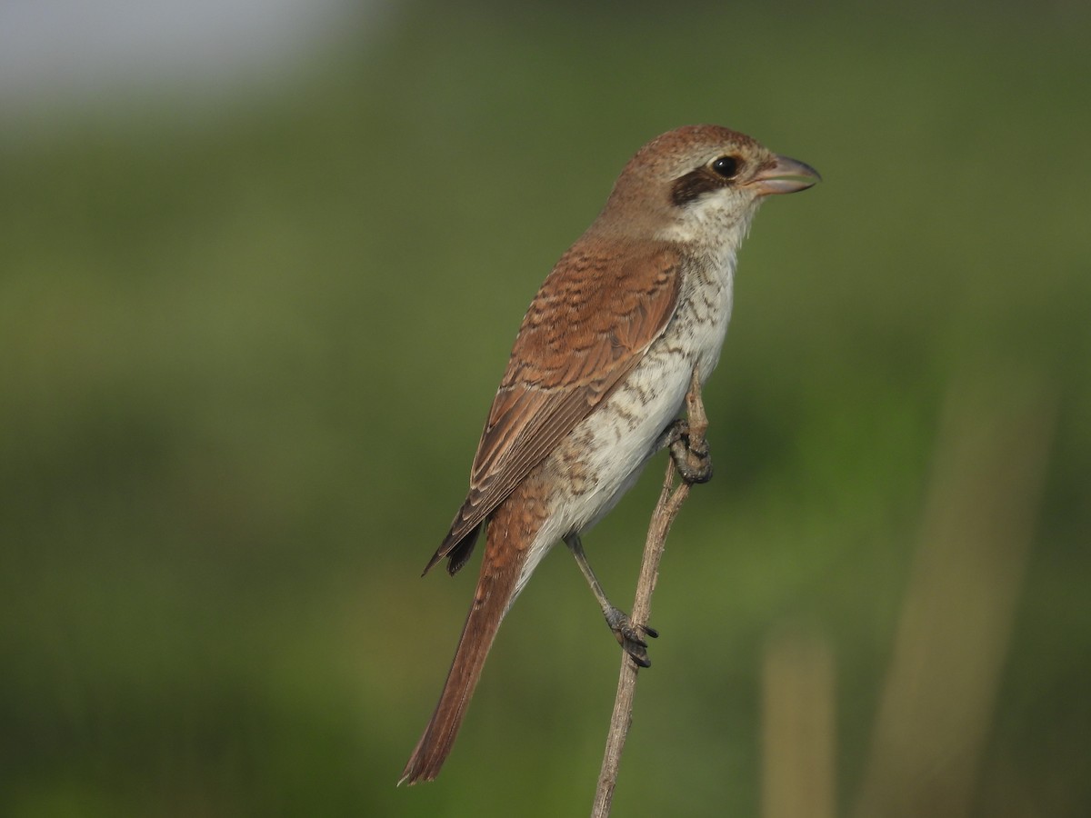 Red-backed Shrike - ML623562634