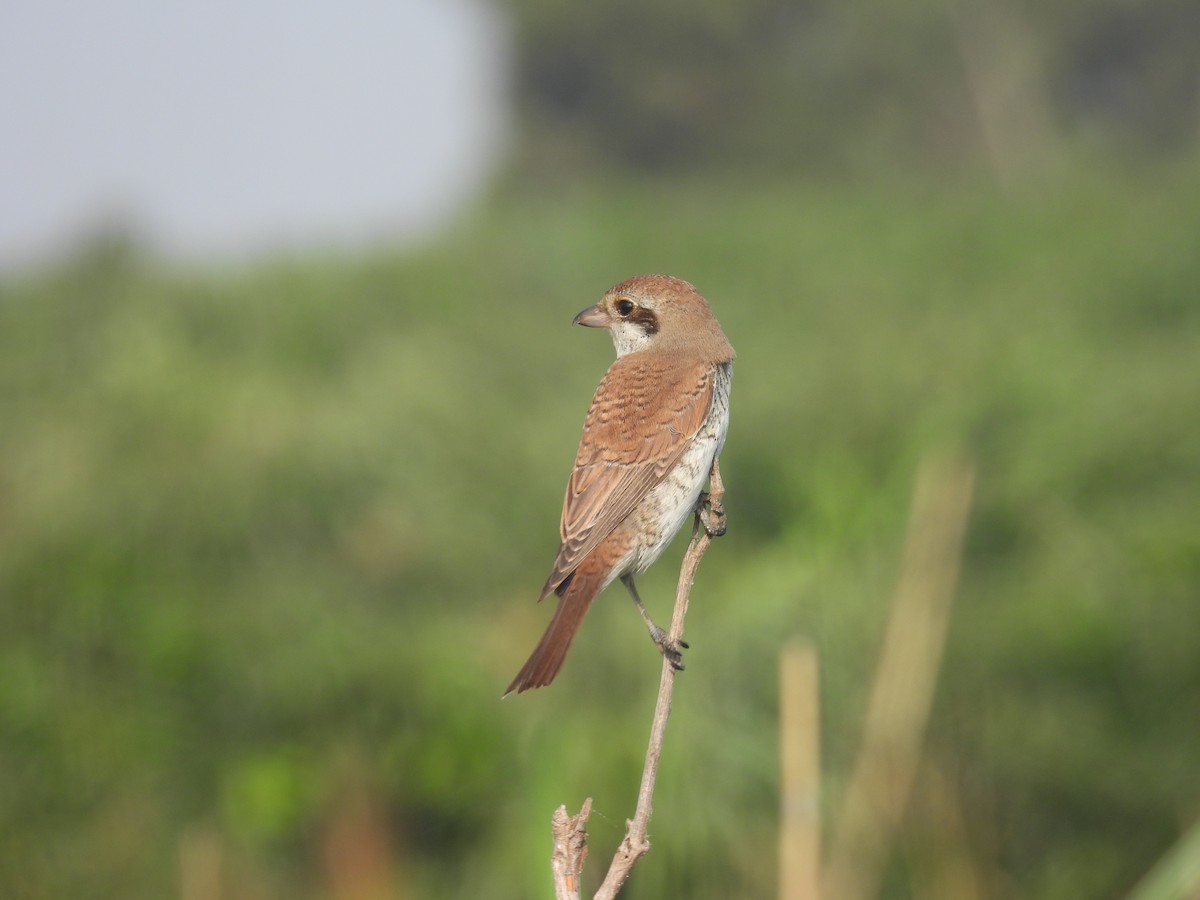 Red-backed Shrike - ML623562635