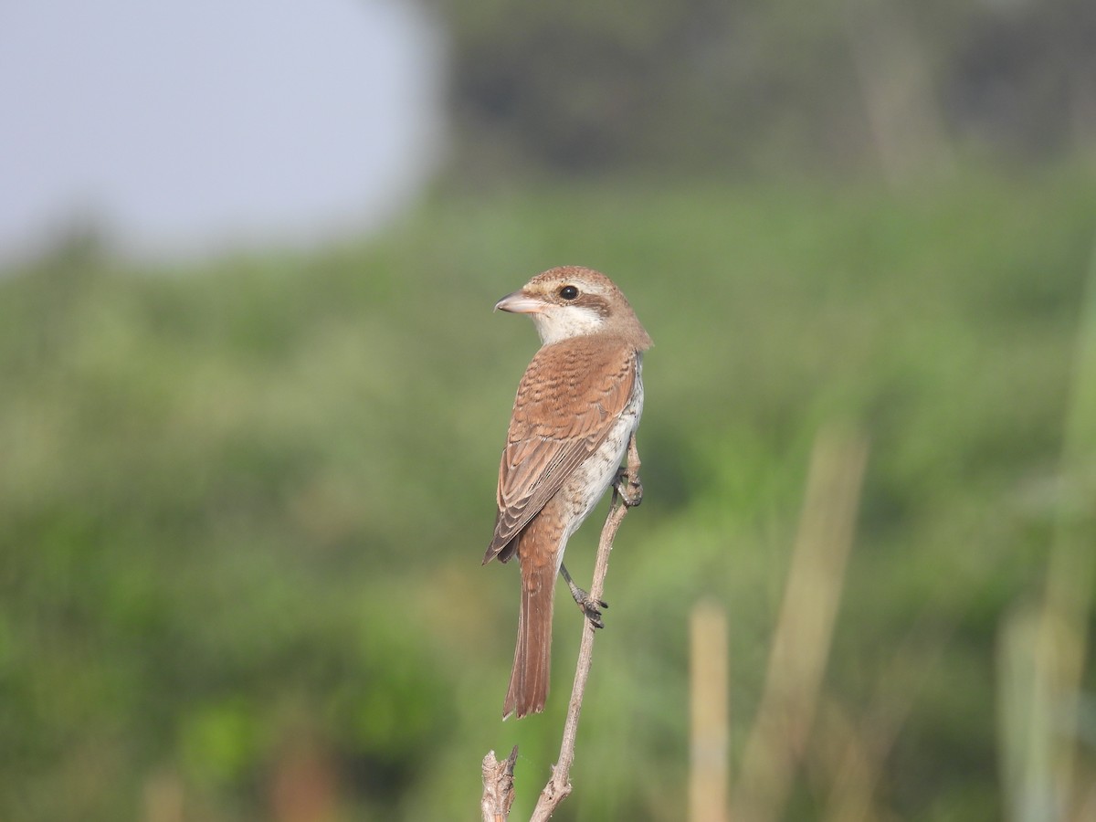 Red-backed Shrike - ML623562636