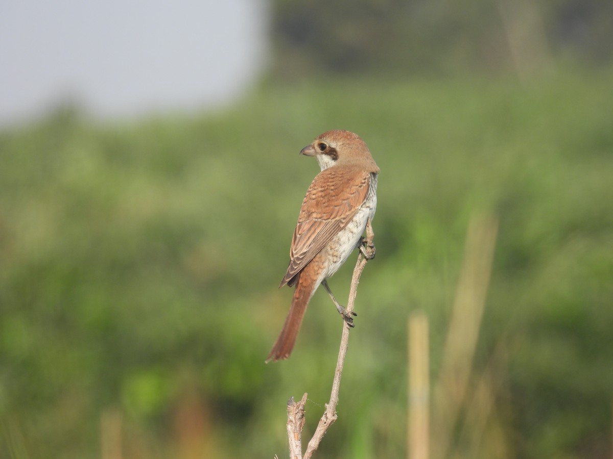 Red-backed Shrike - ML623562637