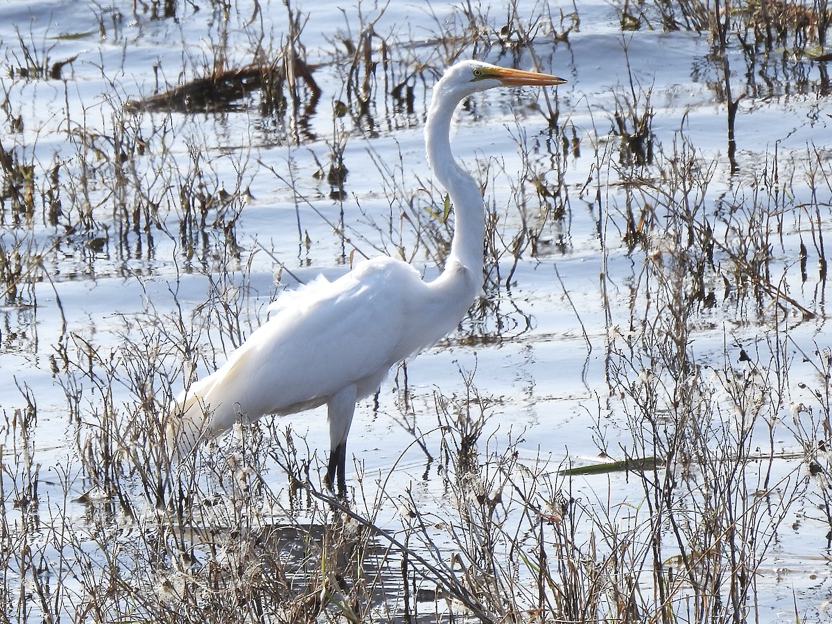 Цасч дэглий - ML623562646