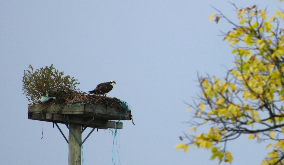 Osprey - ML623562663