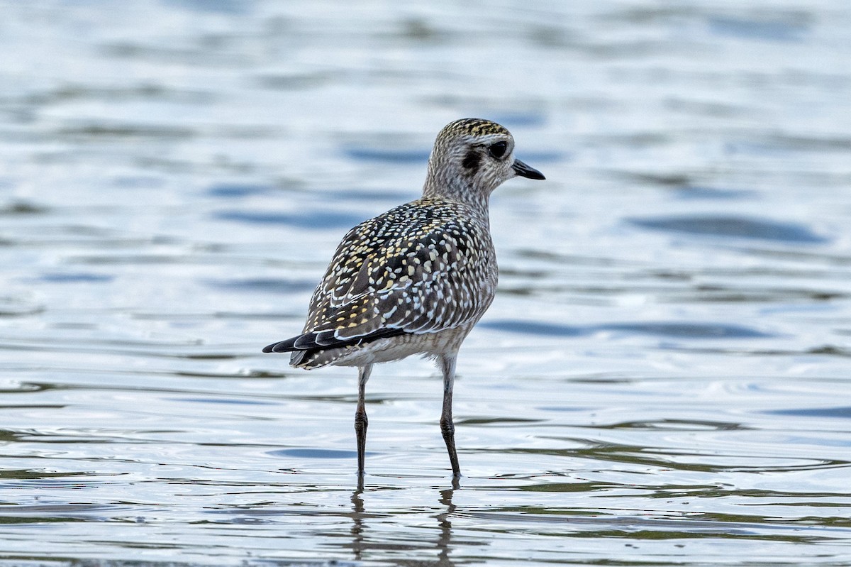 American Golden-Plover - ML623562665