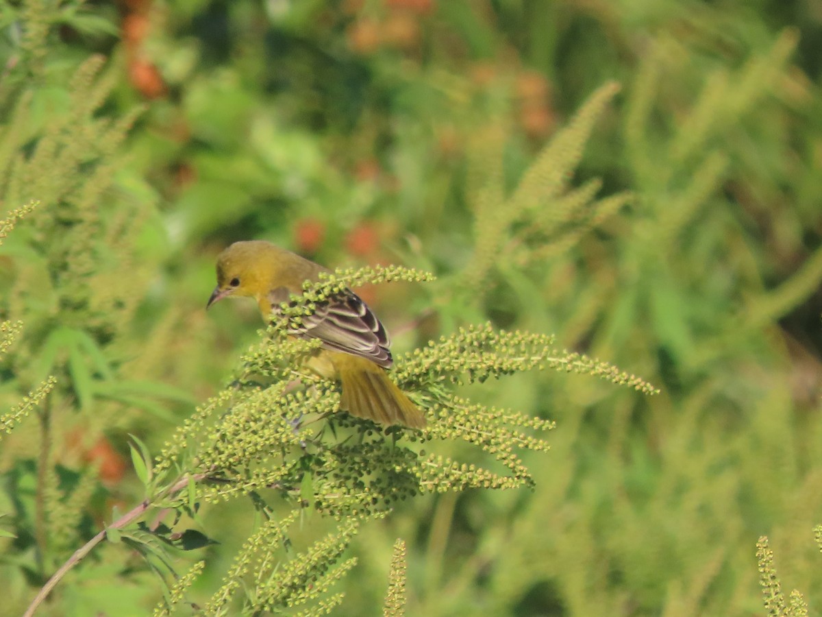 Orchard Oriole - ML623562669