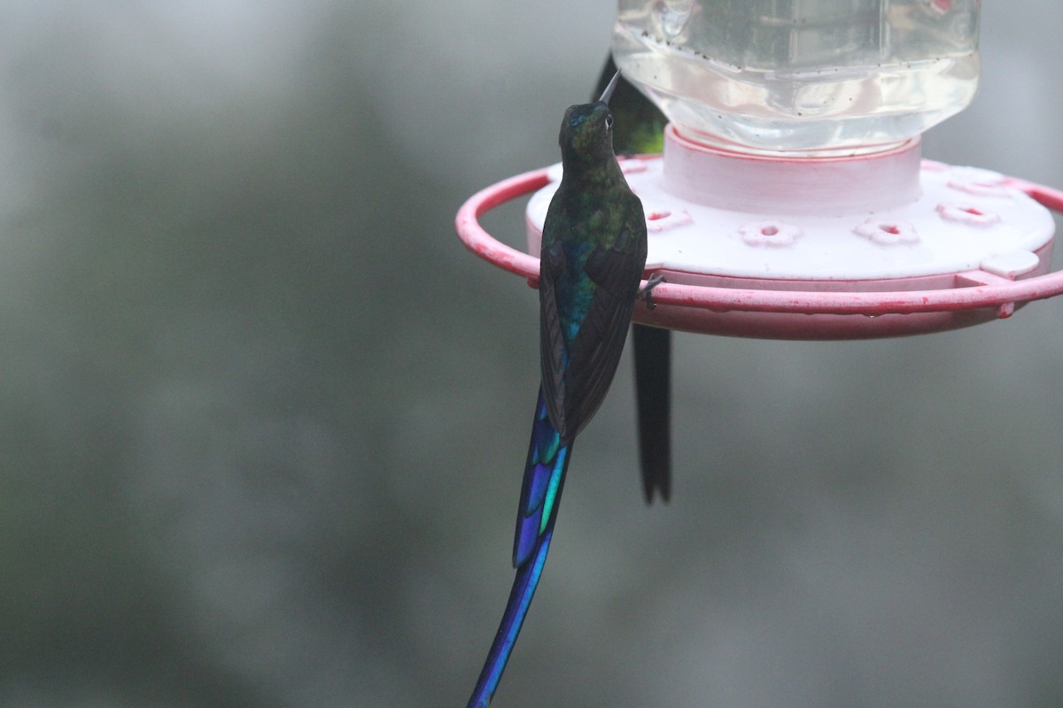 Long-tailed Sylph - ML623562671